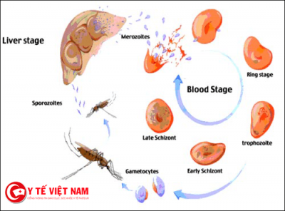 ĐỀ PHÒNG VIÊM NÃO NHẬT BẢN Ở TRẺ